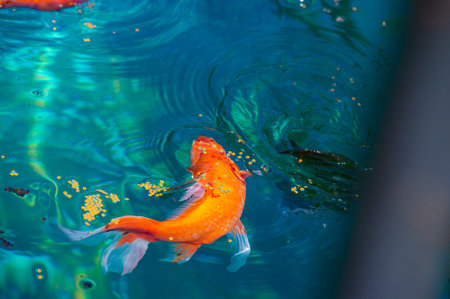 Experience the magic of limitless possibilities with Koi carp. Discover the unknown wonders of these graceful creatures. Capture perfect moments amid uncertainty with this photo.の写真素材