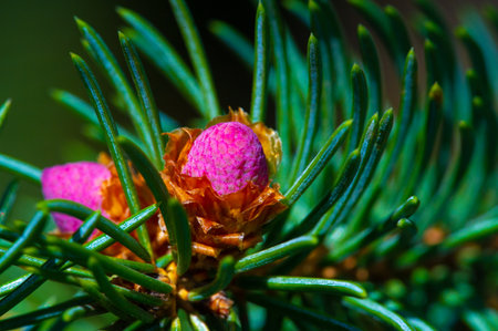 Beautiful close up images of pink pine cones. The art of nature captured in stunning detail. The perfect way to bring a touch of spring into your home or work.の写真素材