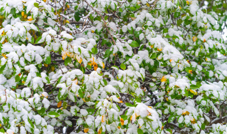 The first snow fell on autumn leaves. In the garden, autumn is truly the crown of the year, bringing us the fruits of months of thought, care and hard work. until Novemberの写真素材
