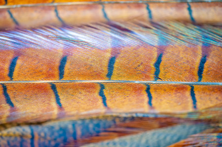A beautiful collection inspired by the delicate details of pheasant feathers. Each piece showcases the intricate patterns and colors found in nature. Handcrafted with precision,の写真素材