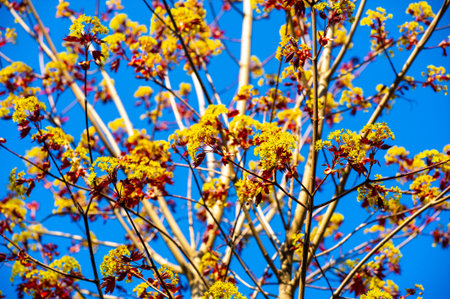 Acer Rubrum, Commonly found in North America. Known for its bright red foliage in the fall. Grows...