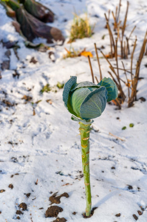 The cabbage froze in winter. Cold kale, now starring in a frosty tale! Prepare for a frosty turn of events! Chillin Cabbageの写真素材