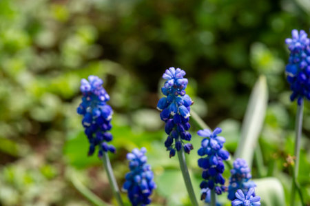 Muscari Armeniacum is a species of flowering plant in the subfamily Scilloideae of the asparagus family Asparagaceae. It is a bulbous perennial plant with basal simple leaves and short flowering stemsの写真素材