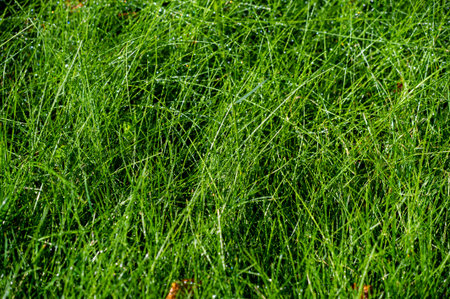 Keep your lawn green and healthy all year round Maintain a well-maintained lawn with professional care Get top-notch lawn care services and make your outdoor space beautiful.の写真素材