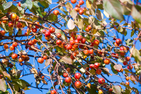Small red apple. A nutrient-dense snack option. Great for strengthening the immune system. An ideal...