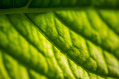 buldenezh. Symbolizes growth.renewal.and nature. Represents sustainability and eco-friendliness Can...