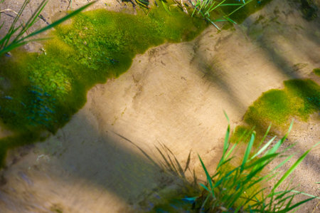 Immerse yourself in pristine wilderness and explore the beauty of a mountain stream. Discover the mesmerizing dance of water and appreciate the intricate details of each stone.の写真素材