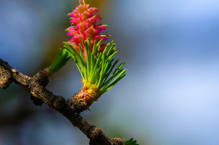 A bright pink larch cone sits gracefully on a pine branch, adding a splash of color to the early spring landscape. NatureBeautyの写真素材