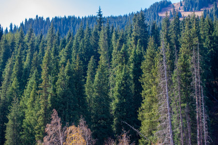Experience the beauty of nature in bright colors. Immerse yourself in a tapestry of vibrant foliage...