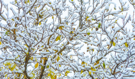 The first snow fell on autumn leaves. It is already autumn, everything returns to sleep, everything...