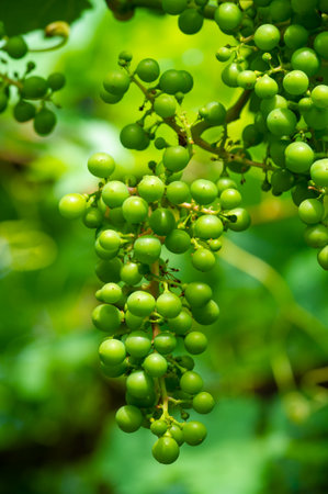 the beauty of vineyards and agriculture with our products dedicated to grapes. Celebrate nature's harvest with our collection, Bring a touch of summer into your home with our green and fruity designs.の写真素材