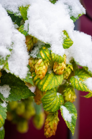 Hops in the Snow. Phenols and flavonoids add depth to baked goods and confectionery products.