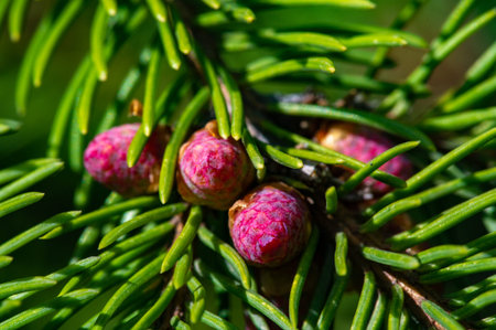Beautiful close up images of pink pine cones. Bring the tranquility and beauty of nature into your...