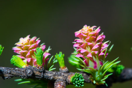 the unique beauty of bright pink larch cones on pine branches. Celebrate the arrival of spring with this stunning natural spectacle. Experience the wonders of nature with flowering pine trees.の写真素材