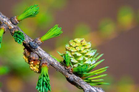the charming sight of bright pink larch cones in spring. Appreciate the beauty of nature and the changing seasons. Witness a rare and stunning natural phenomenon of flowering pine trees.の写真素材