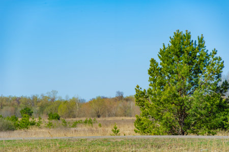 Feel the beauty of nature coming to life in the forest in spring. Feel the awesome and wonder as you...