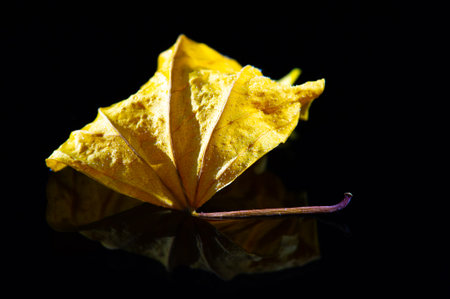 Large vibrant leaf for use in tea or cooking. Ideal for giving a dish a unique taste and color. Rich in antioxidants & vitamins. Ideal for making homemade herbal teas or infusions.の写真素材