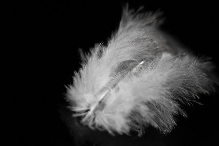 Stunning close-up shots of bird feathers. Capture intricate details in macro photography. The contrast of feathers against a dark background creates striking visual effects.の写真素材