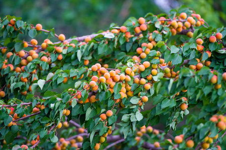 Apricots are rich in vitamins and have a juicy taste. Growing apricots on a plantation allows you to...