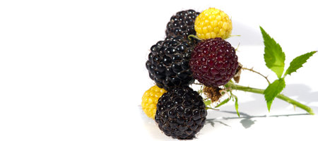 Delicious black raspberry, Cumberland, and blackberry flavor. Packed with antioxidants and vitamins....