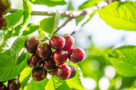 Contains high levels of vitamin C. Juicy and ripe cherries make a healthy vegetarian snack. the colored background emphasizes the bright color of the cherry.の写真素材