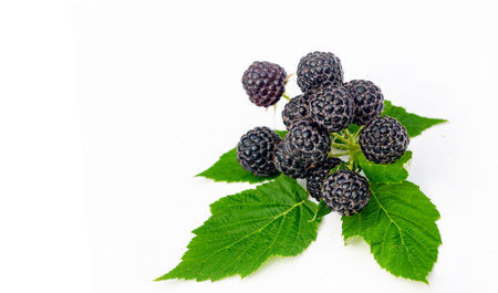 Black raspberries and blackberries are rich in vitamins and antioxidants. Juicy and ripe. These...