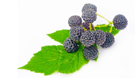 High content of vitamins. Ideal for a vegetarian diet. Juicy and ripe black raspberries and...