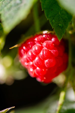 Raspberry in the garden. Selective focus with shallow depth of field.