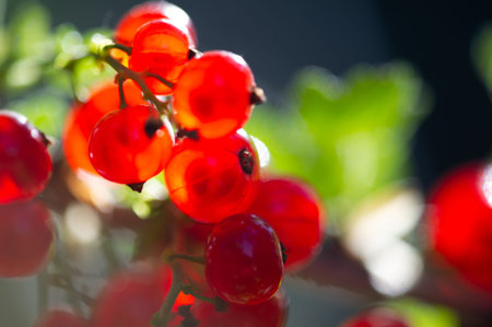 A stunning photograph with a blurred background showing red currents. Focuses attention on the...