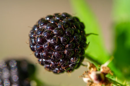 High content of vitamins. Especially vitamin C. Ideal for vegetarians who want a juicy and ripe snack. Black raspberries and blackberries belong to the same fruit group.の写真素材