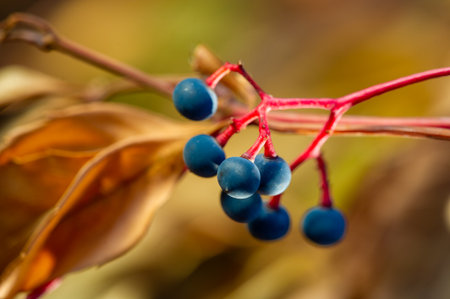Explore the variety of ivy and grape fruits. Learn about tricuspid parthenocissus. Boston ivy and Japanese vine. Discover the beauty of these unique plants in the fall.の写真素材