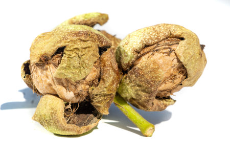 Walnut. The best thing about walnuts is the smell.