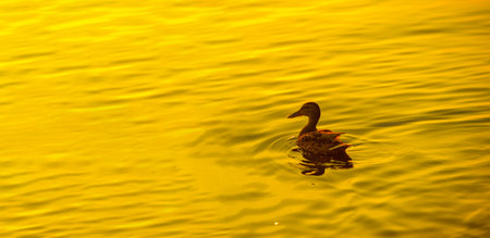 Watch the ducks swimming peacefully in the serene river. Enjoy the calm setting sun as it creates a beautiful backdrop. Relax to unwind and find inner peace.の写真素材