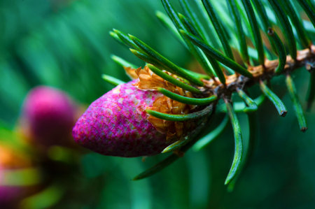 Enjoy the beauty of nature up close with pink pine cones. Bring a touch of calm and renewal to your...