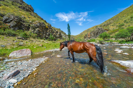 Enjoy the beauty of nature while watching the mountain river. See a majestic horse drink from the stream. Relax and unwind to the soothing sound of flowing water.の写真素材