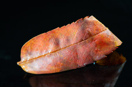 Rowan leaf Beautiful autumn foliage on a dark background. Stunning contrast between the bright red...