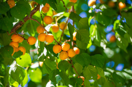 Enjoy the juicy fruits of your labor and a bountiful harvest of apricots. Grow vitamin-rich apricots in your garden where there is plenty of sunlight. Experience seasonal growth and ripe fruitsの写真素材