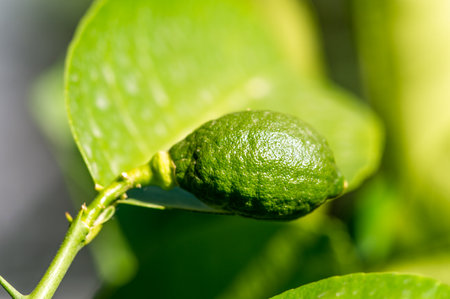 lemon Refreshing citrus taste. A natural source of vitamin C. Ideal for adding flavor to drinks and dishes. Grown on trees in sunny climates. An indispensable ingredient in many recipes.の写真素材