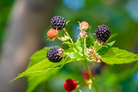 Delicious and juicy black raspberries and blackberries are the main ingredients. Packed with...