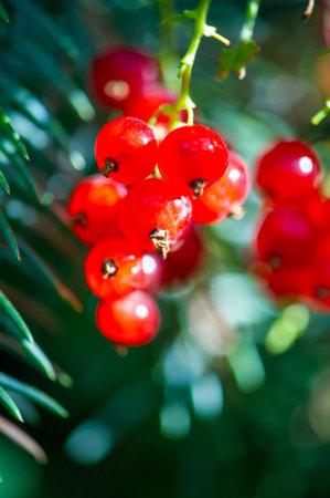 A beautifully blurred background accented with bright red currents. Capturing the fine details of a...