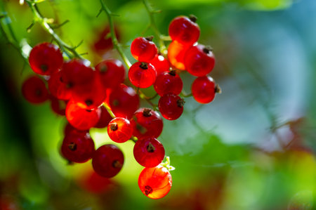 Stunning macro photography of red currents with blurred background. Capturing the beauty and detail of a single red current. Enhance fruit's vibrant color and texture with shallow depth of field.の写真素材