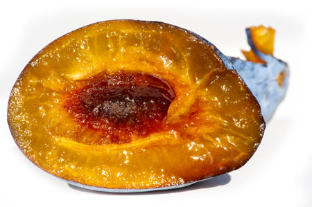 Create a healthy garden with plum trees full of juicy fruits. Harvest vitamin-rich plums for delicious recipes. Grow ripe plums in your backyard for a bountiful harvest.の写真素材