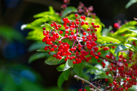Grow your own black elderberry plant for a natural source of medicine. Enjoy juicy purple berries packed with vitamins and antioxidants.の写真素材