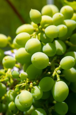 Enjoy the taste of fresh grapes straight from the vine. Enjoy the beauty and abundance of nature at...