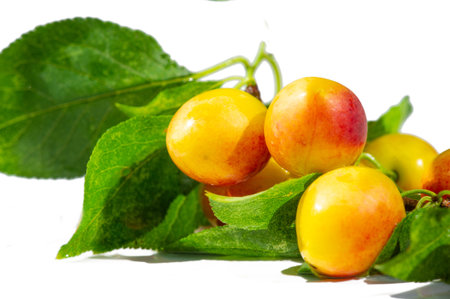 Plum trees are a good source of vitamins for a healthy diet. Growing succulent plums in your own garden can be rewarding. Ripe plums are ideal for making jams and jellies.の写真素材