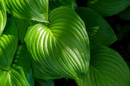 Hosta showcases the natural beauty and elegance of green hosta leaves. The plants sway gracefully in the gentle breeze, creating a tranquil atmosphere. Nature feeds the gardenの写真素材