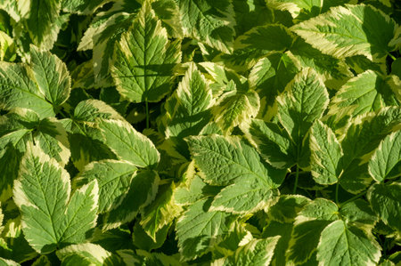 Aegopodium podagraria variegated is a type of ground cover plant. It has green leaves with white...