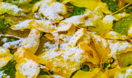 Autumn leaves on the lawn. As autumn draws to a close, lawn leaf fall is just as inevitable as night is approaching.の写真素材