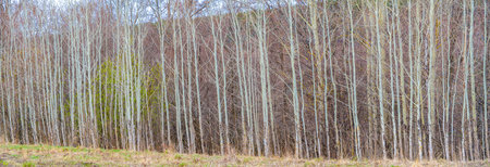 The symmetrical beauty of nature at its best! Capture the picturesque backdrop of young aspen...