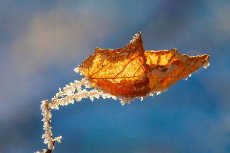 Frost on the trees. Immerse yourself in a magical wonderland of frost-covered trees. Admire the whimsical and artistic transformation of trees. Be enchanted by the beauty of the birch tree,の写真素材